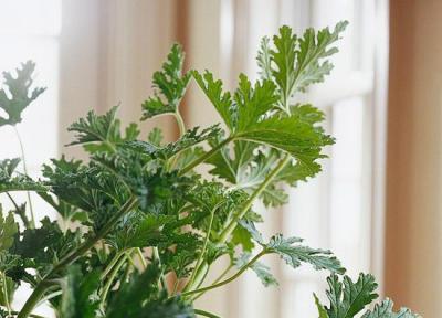 گیاهان خوشبو برای پرورش در داخل خانه